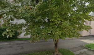 Maison De Retraite Les Lilas Blancs à Boulay-Moselle